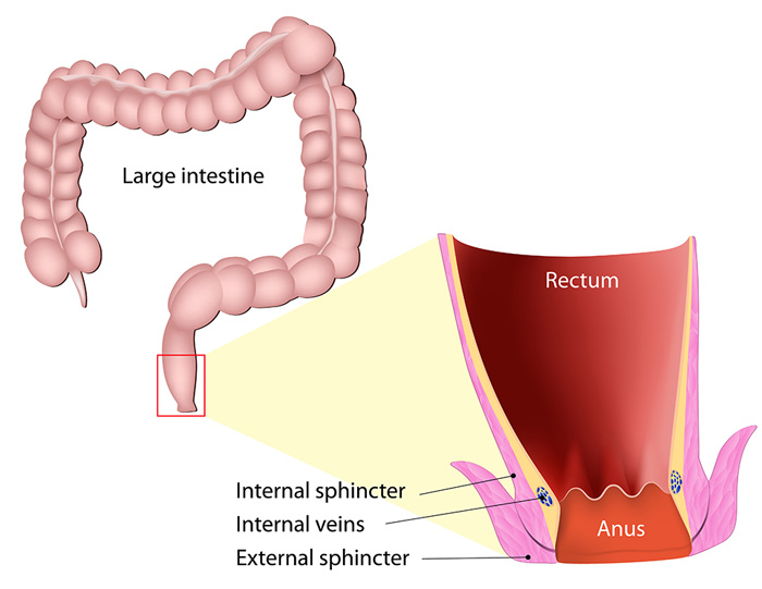 https://www.thesurgeons.sg/_nuxt/img/bowel-incontinence-img.bbcfb94.jpg