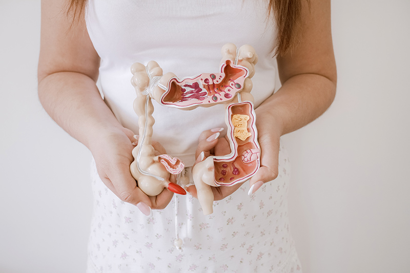 Woman holding an intestine anatomy model.